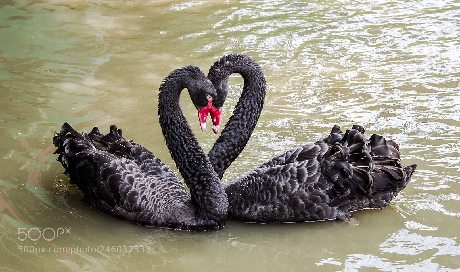 Nikon D810 sample photo. Happy valentine day. photography
