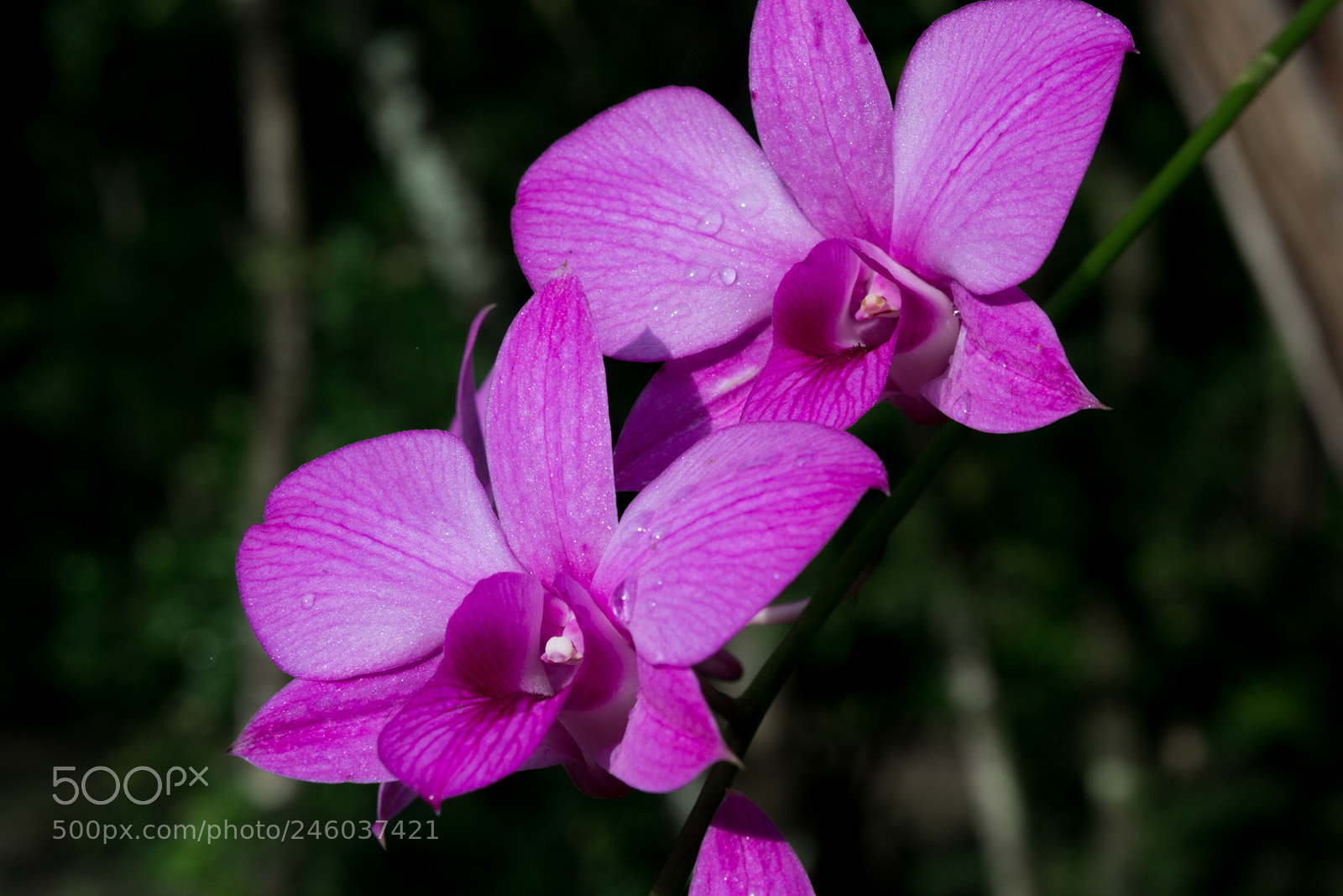 Nikon D3100 sample photo. Bunga anggrek // ponorogo // februari 2018 photography