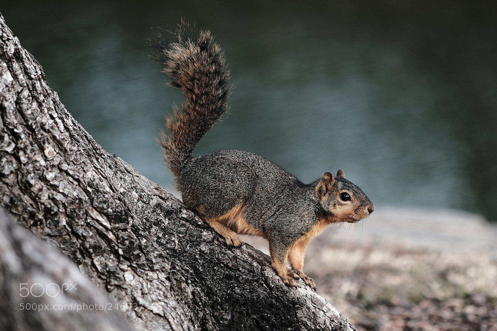 Fujifilm X-Pro2 sample photo. Squirrel posing photography