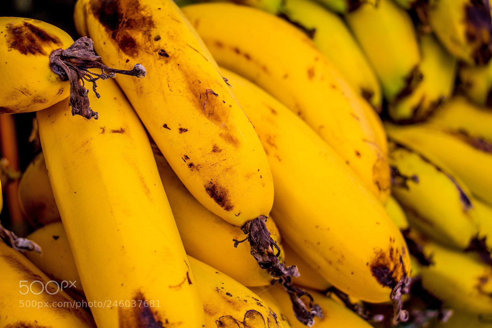Canon EOS 700D (EOS Rebel T5i / EOS Kiss X7i) sample photo. Yellowest bananas photography