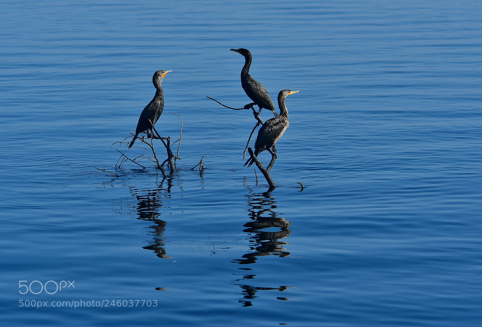 Nikon D500 sample photo. Cormorants photography