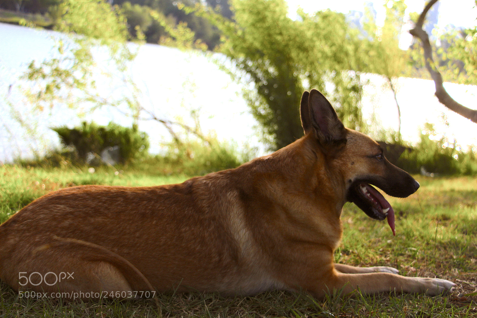 Canon EOS 700D (EOS Rebel T5i / EOS Kiss X7i) sample photo. Beautiful brown dog photography