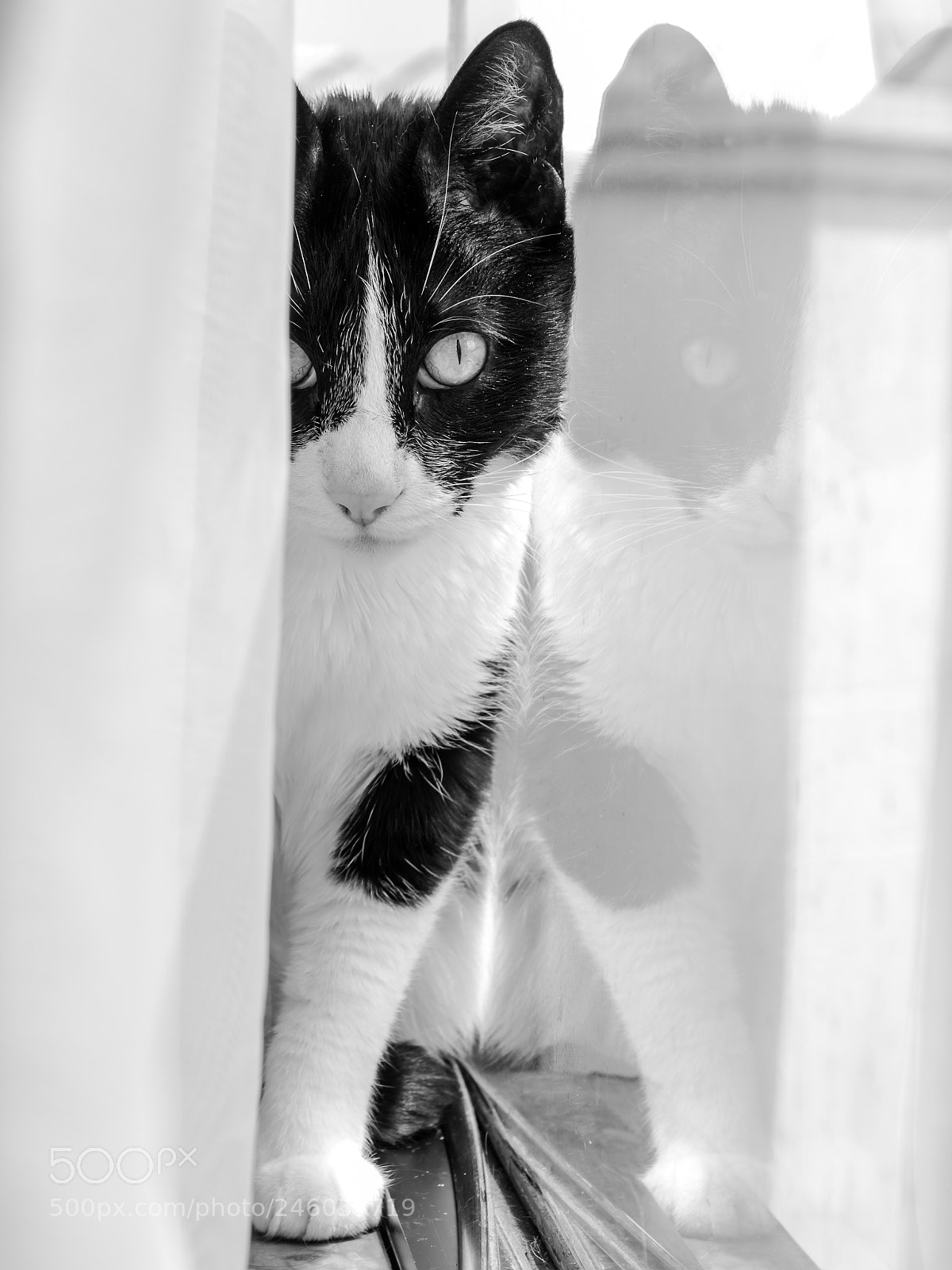 Canon EOS 1300D (EOS Rebel T6 / EOS Kiss X80) sample photo. Chat en blanc et photography