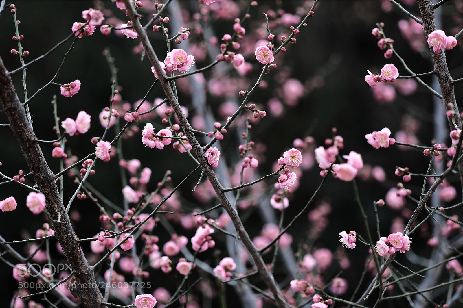 Fujifilm X-Pro2 sample photo. Early spring photography