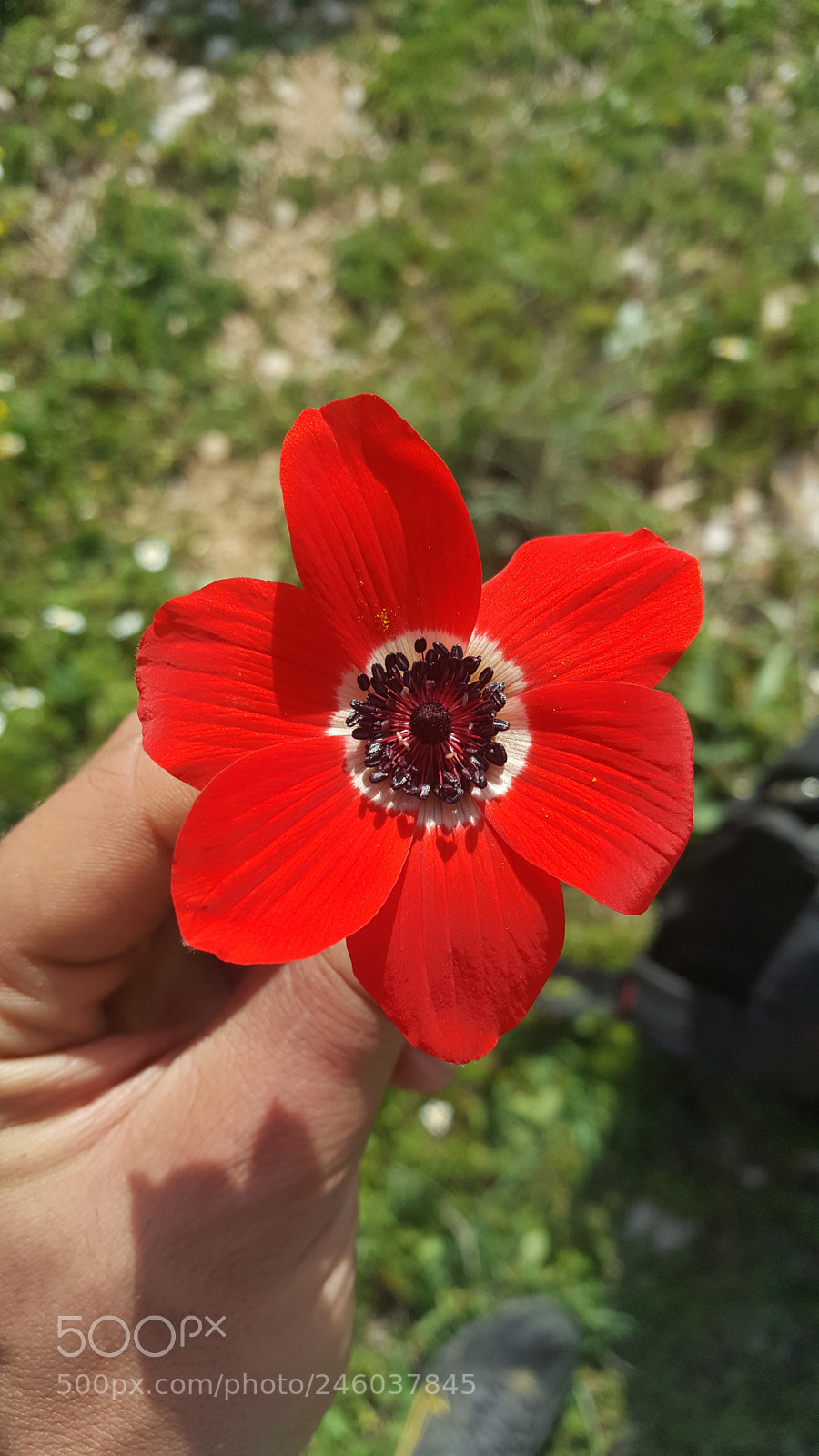 Samsung Galaxy Note5 sample photo. Red flower photography