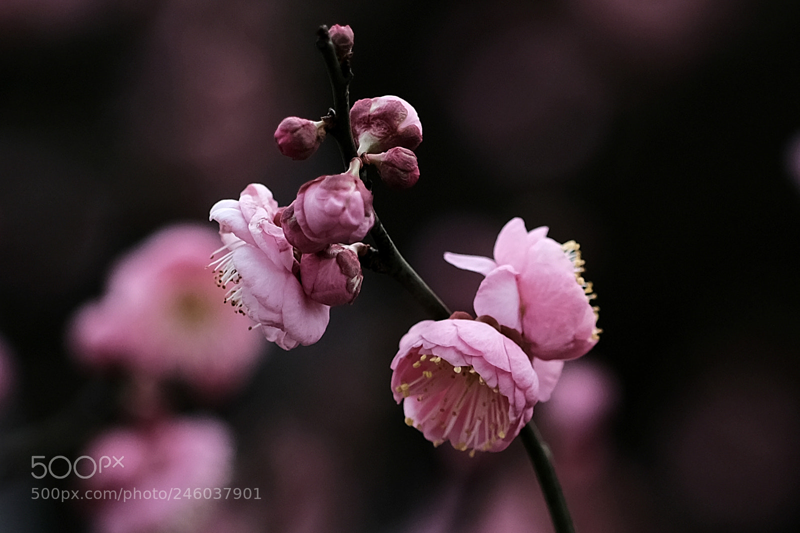Fujifilm X-Pro2 sample photo. Apple tree flowers photography