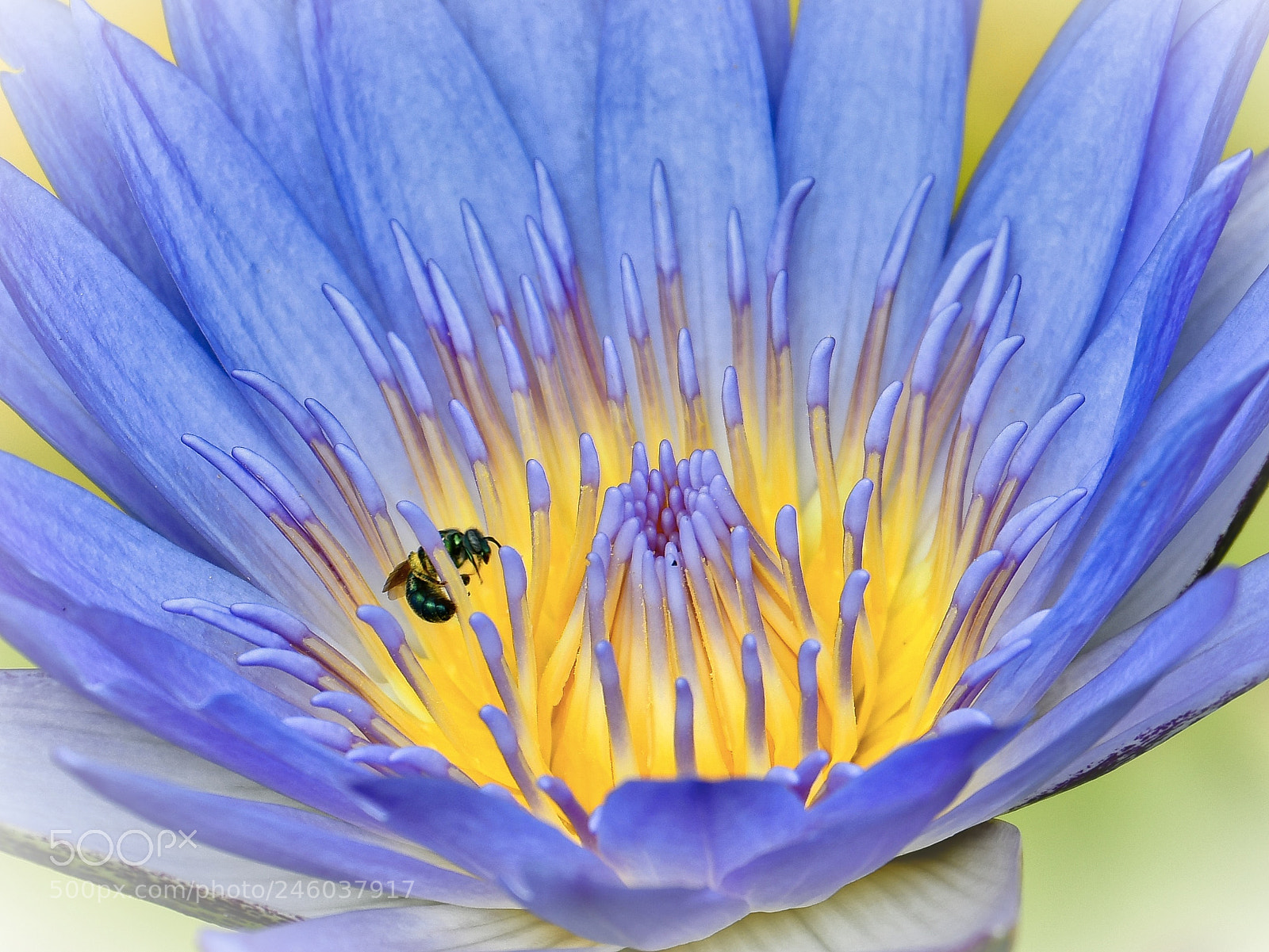 Nikon D500 sample photo. Water lily photography