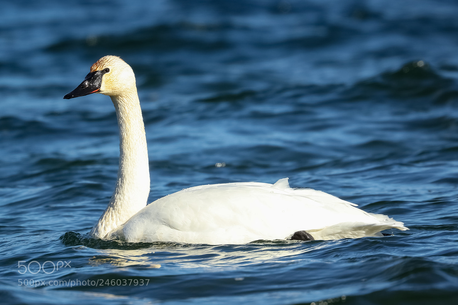Canon EOS 5DS R sample photo. Trumpeter swan photography