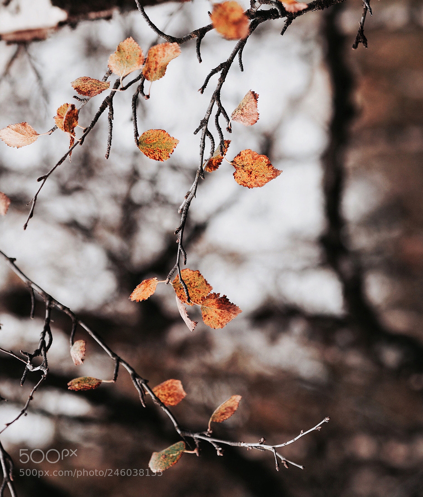 Olympus OM-D E-M5 II sample photo. Autumn colours emerging in photography