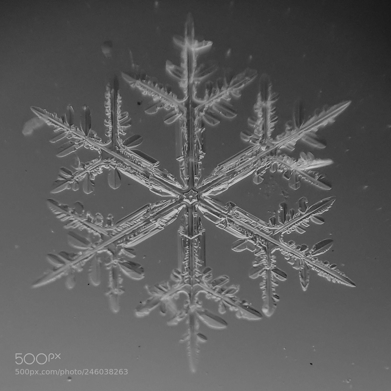 Sony DSC-RX100M5 sample photo. Radiating dendrites photography