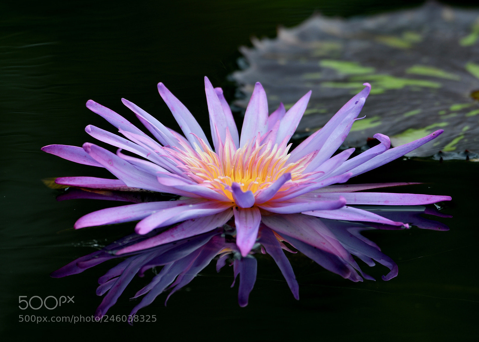 Nikon D500 sample photo. Water lily photography