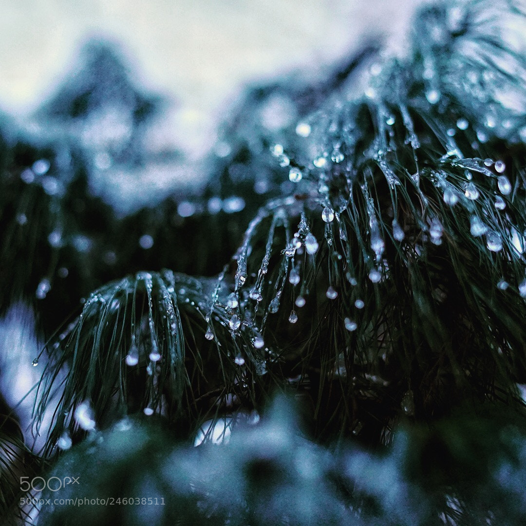 Sony a7 sample photo. Waiting patiently on spring. photography