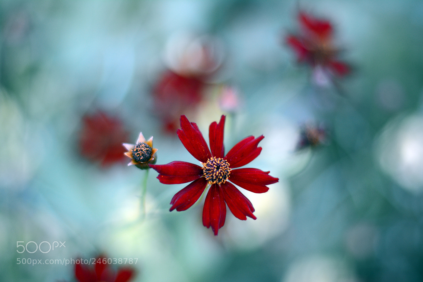 Nikon D7100 sample photo. The chosen one photography