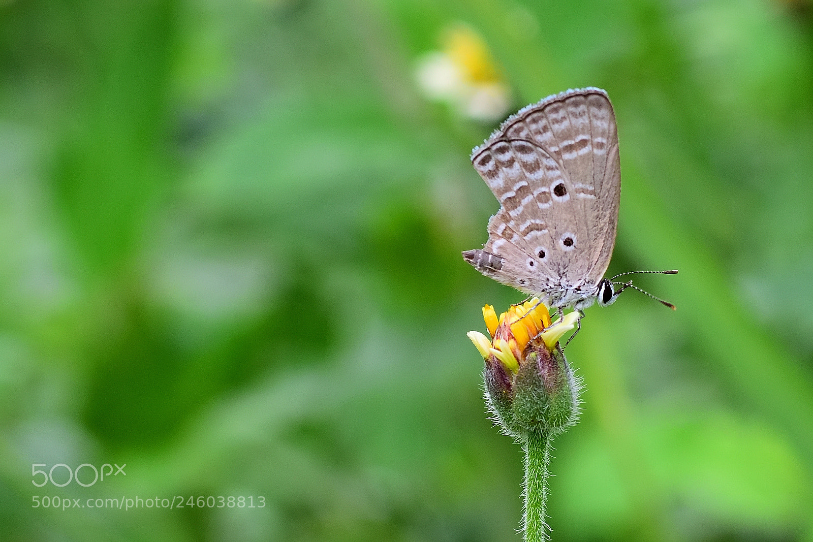 Nikon AF-S Nikkor 50mm F1.8G sample photo. Butterfly photography