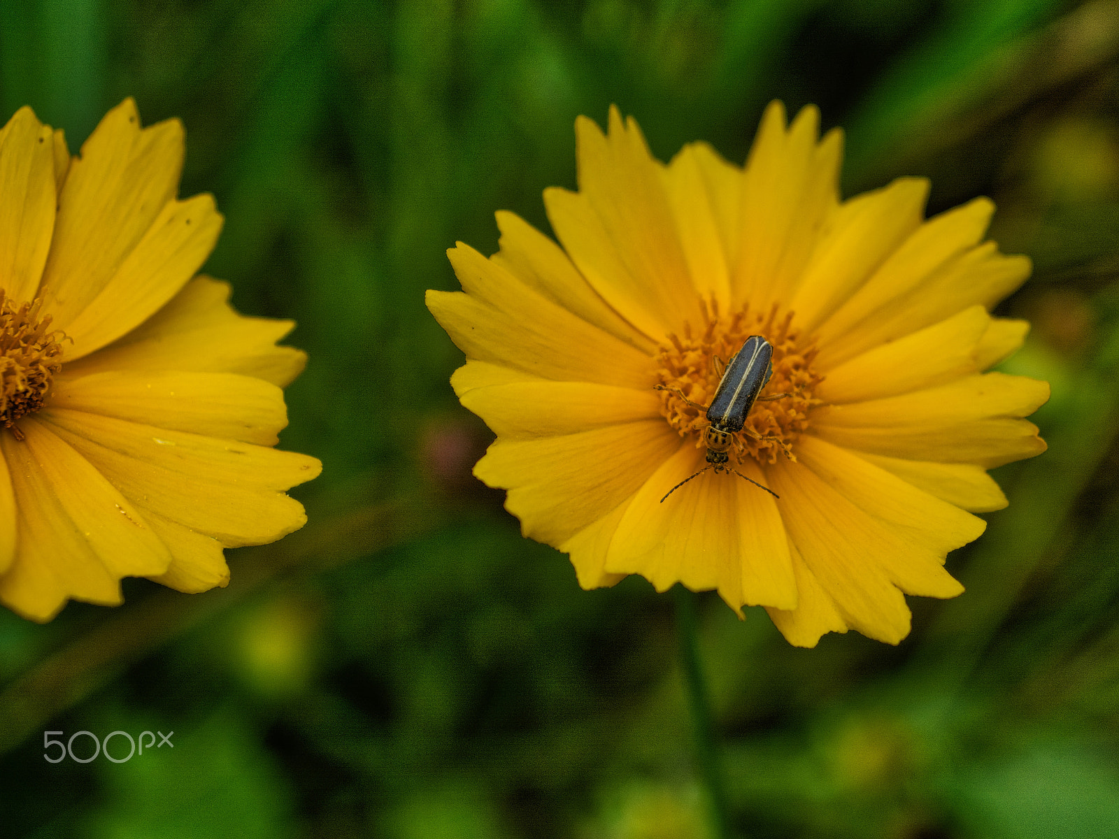 Nikon D7100 sample photo. Yellow daisy insect photography