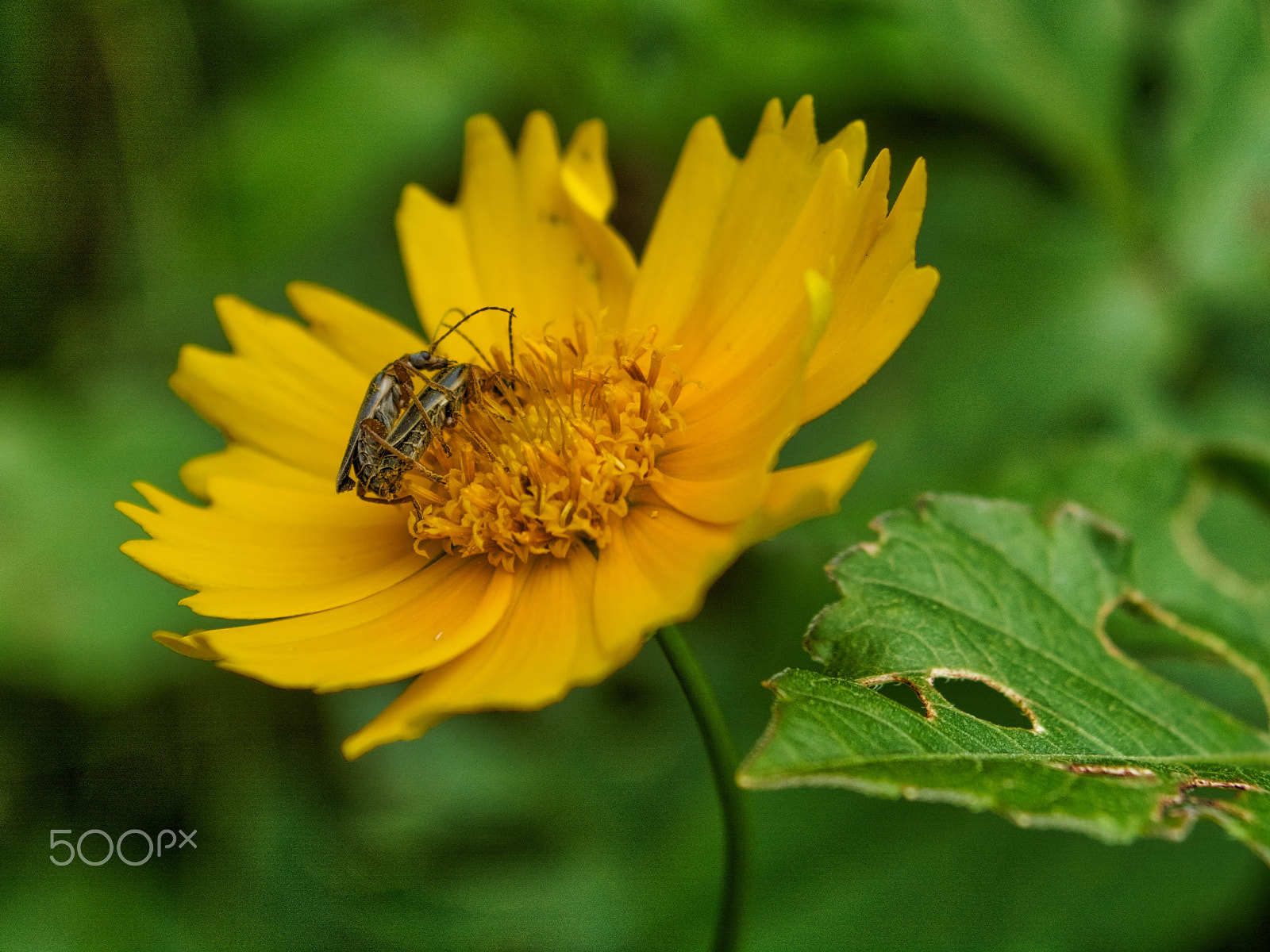 Nikon D7100 + AF Zoom-Nikkor 35-135mm f/3.5-4.5 N sample photo. Yellow daisy insect copulation photography