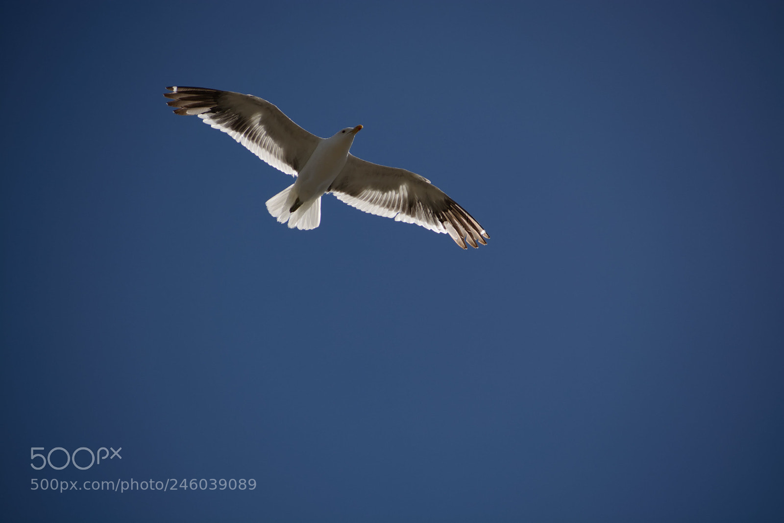 Nikon D5200 sample photo. Gaviota, chubut. photography