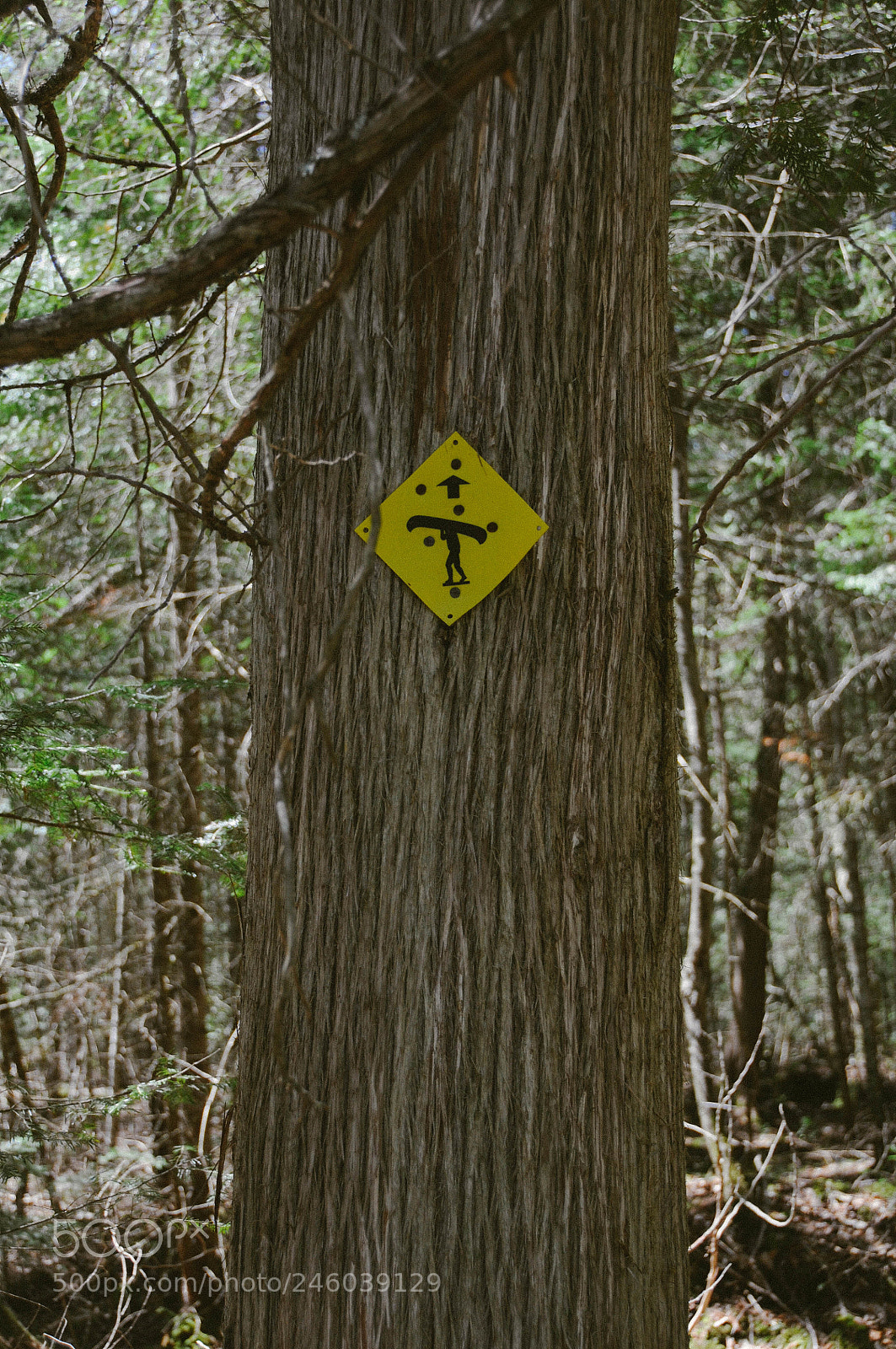 Nikon D300S sample photo. Esb photography