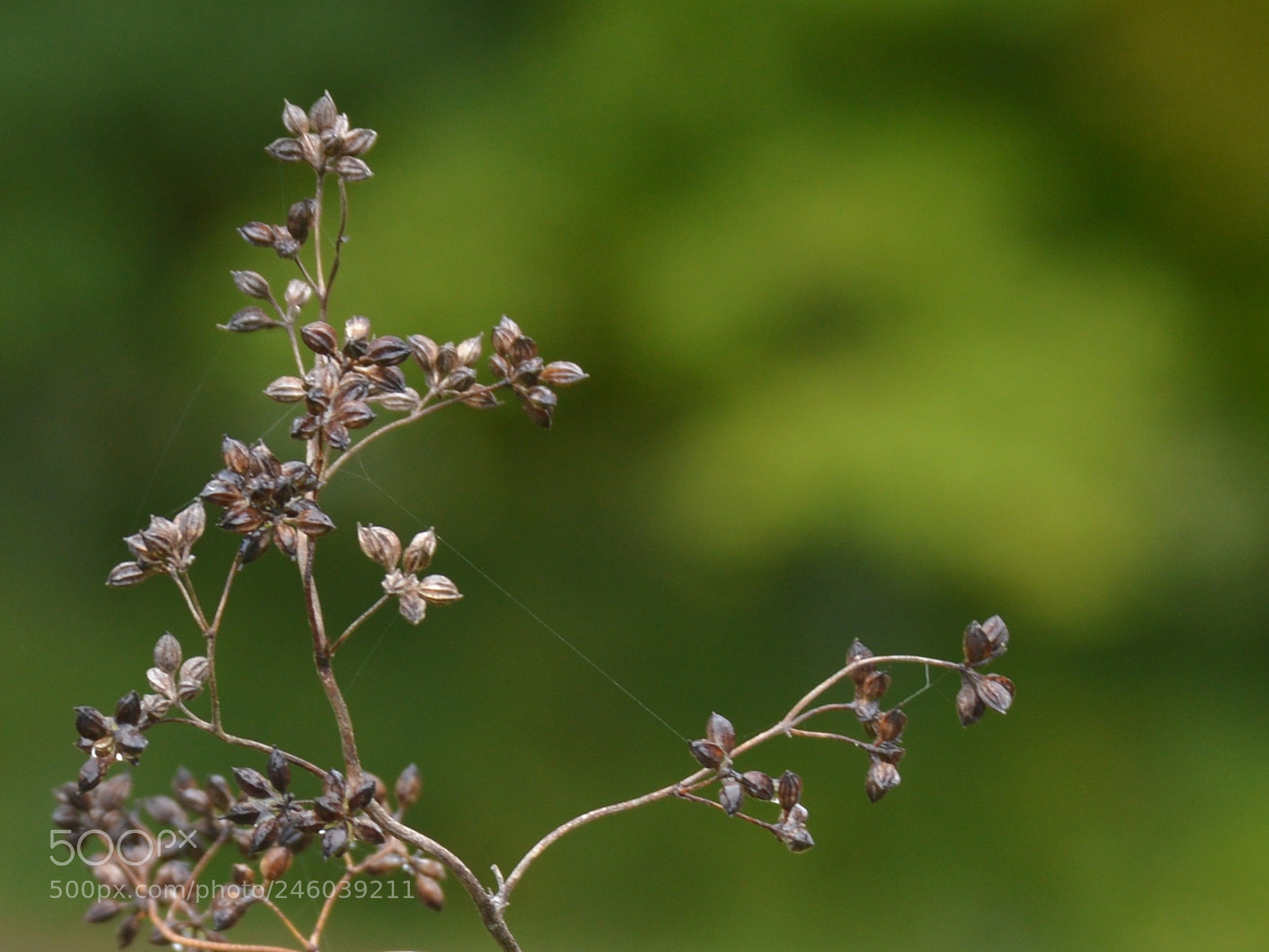 Nikon D3200 sample photo. Garden photography