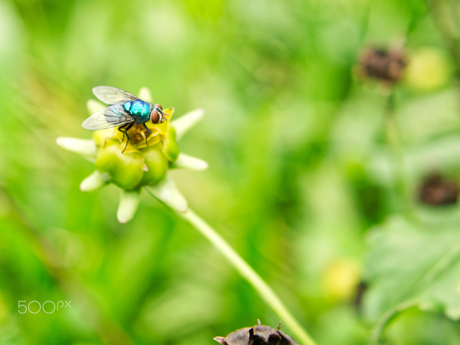 Nikon D7100 sample photo. Green fly in petal photography