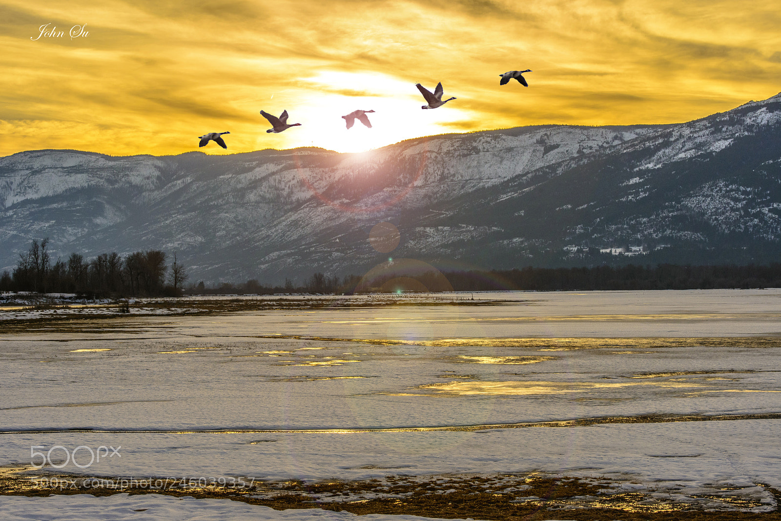Nikon D800 sample photo. Canada goose 雁渡寒潭 photography