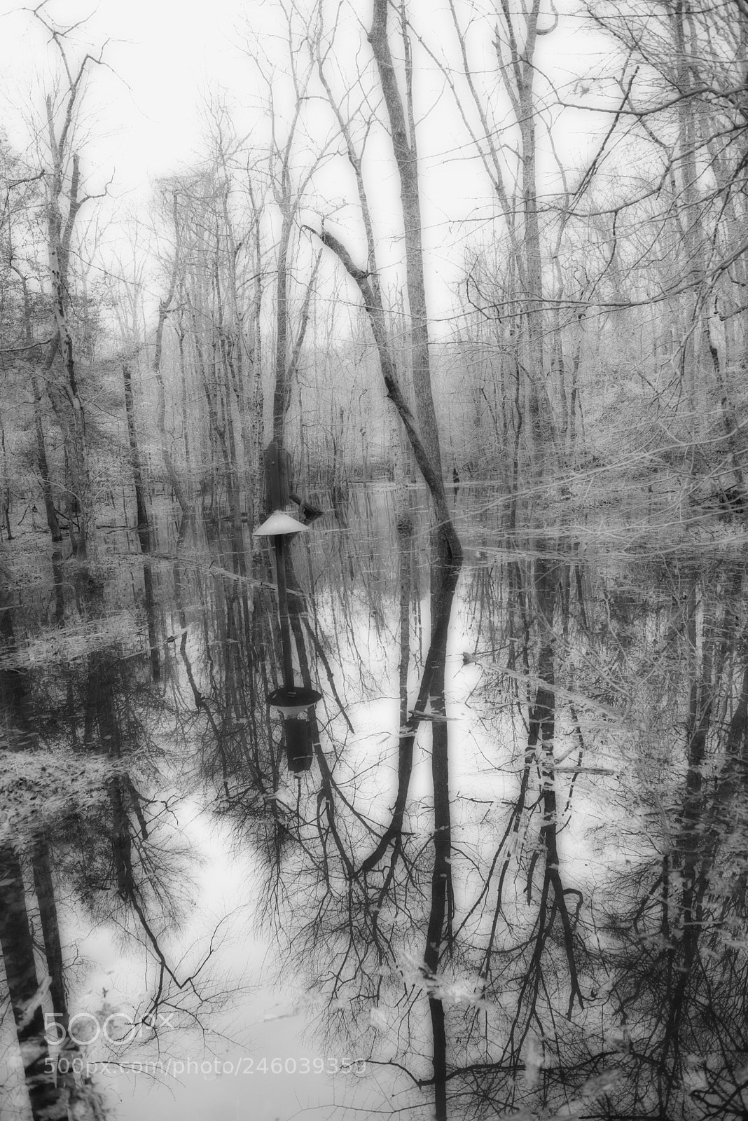 Nikon D800 sample photo. Into the swamp photography