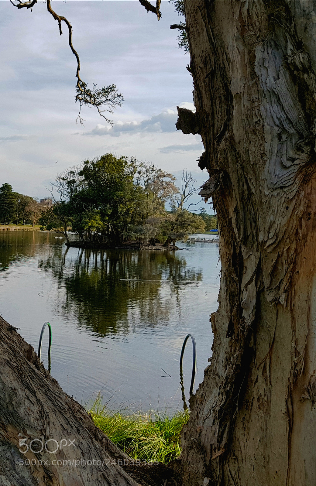 Samsung Galaxy S8+ sample photo. Centennial park, sydney photography