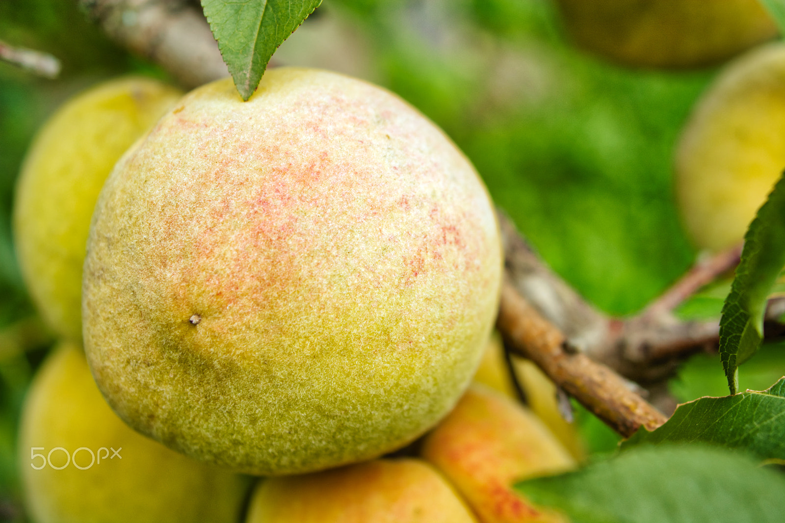 Nikon D7100 sample photo. Peach texture on tree photography