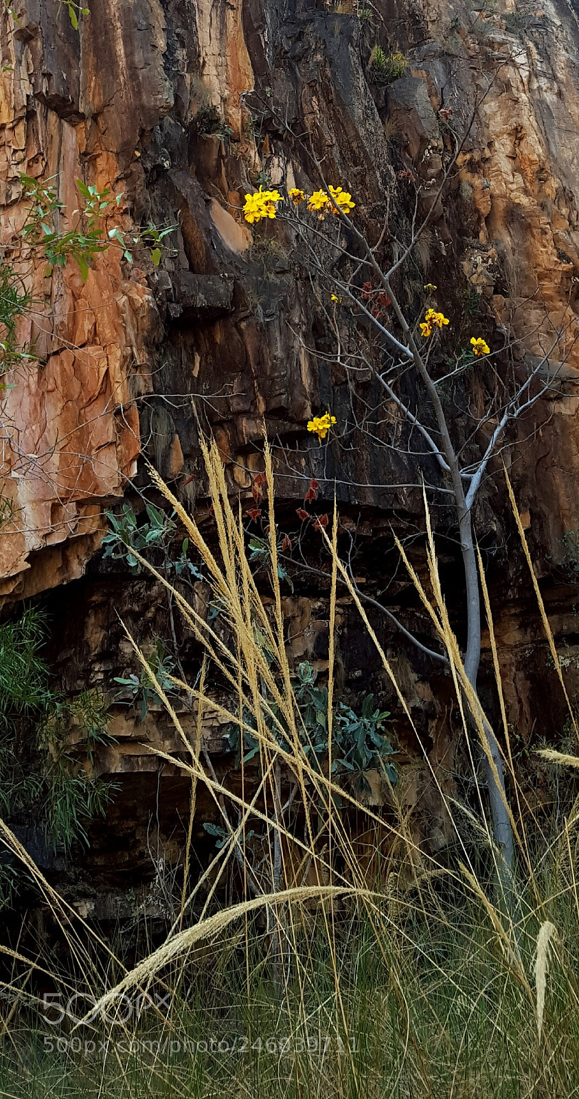 Samsung Galaxy S6 sample photo. Catherine river nt azus photography