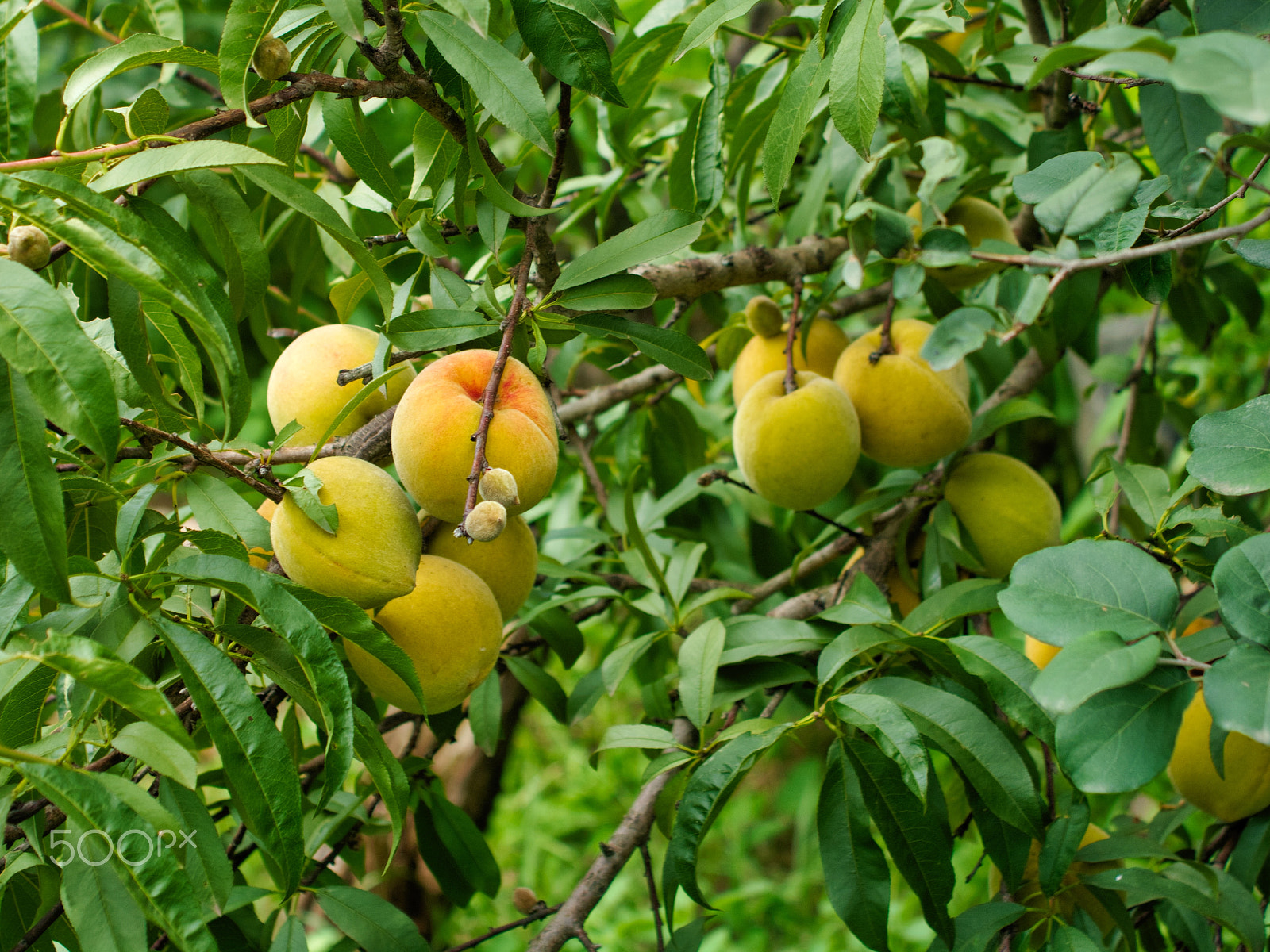 Nikon D7100 + AF Zoom-Nikkor 35-135mm f/3.5-4.5 N sample photo. Peaches on tree photography