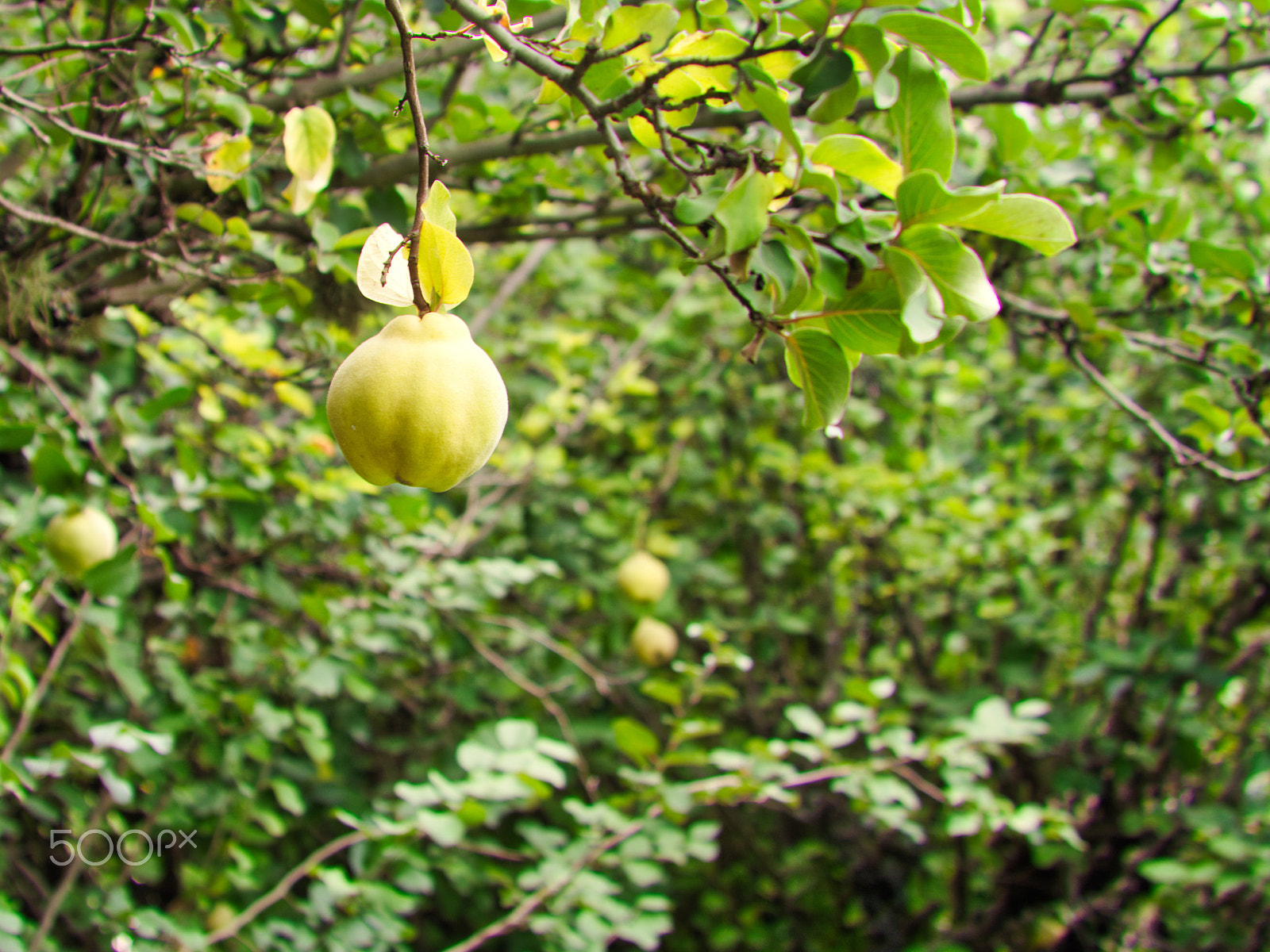 Nikon D7100 sample photo. Ripe quince plant photography