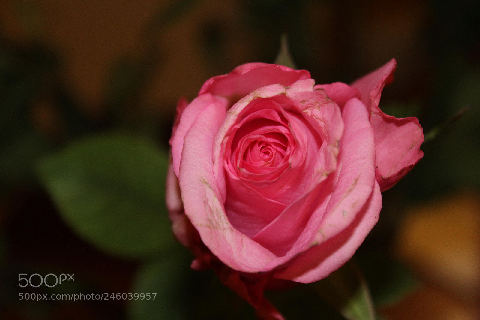 Canon EOS 1200D (EOS Rebel T5 / EOS Kiss X70 / EOS Hi) sample photo. Pink photography