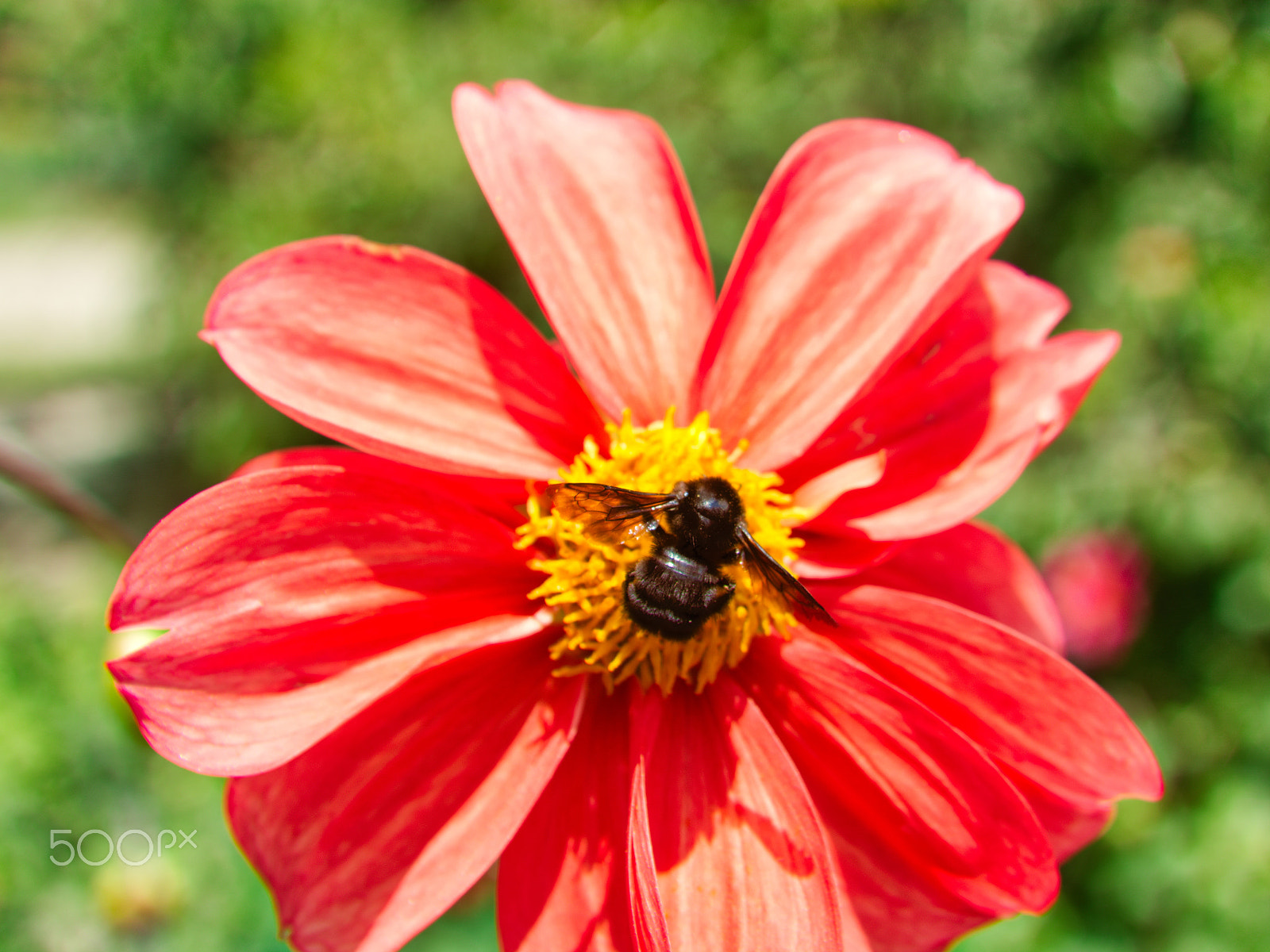 AF Zoom-Nikkor 35-135mm f/3.5-4.5 N sample photo. Black bumblebee in dahlia photography