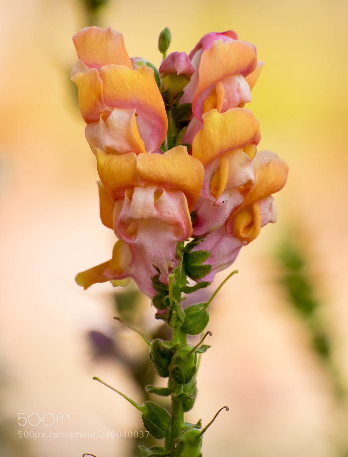 Canon EOS 750D (EOS Rebel T6i / EOS Kiss X8i) sample photo. The beautiful photography