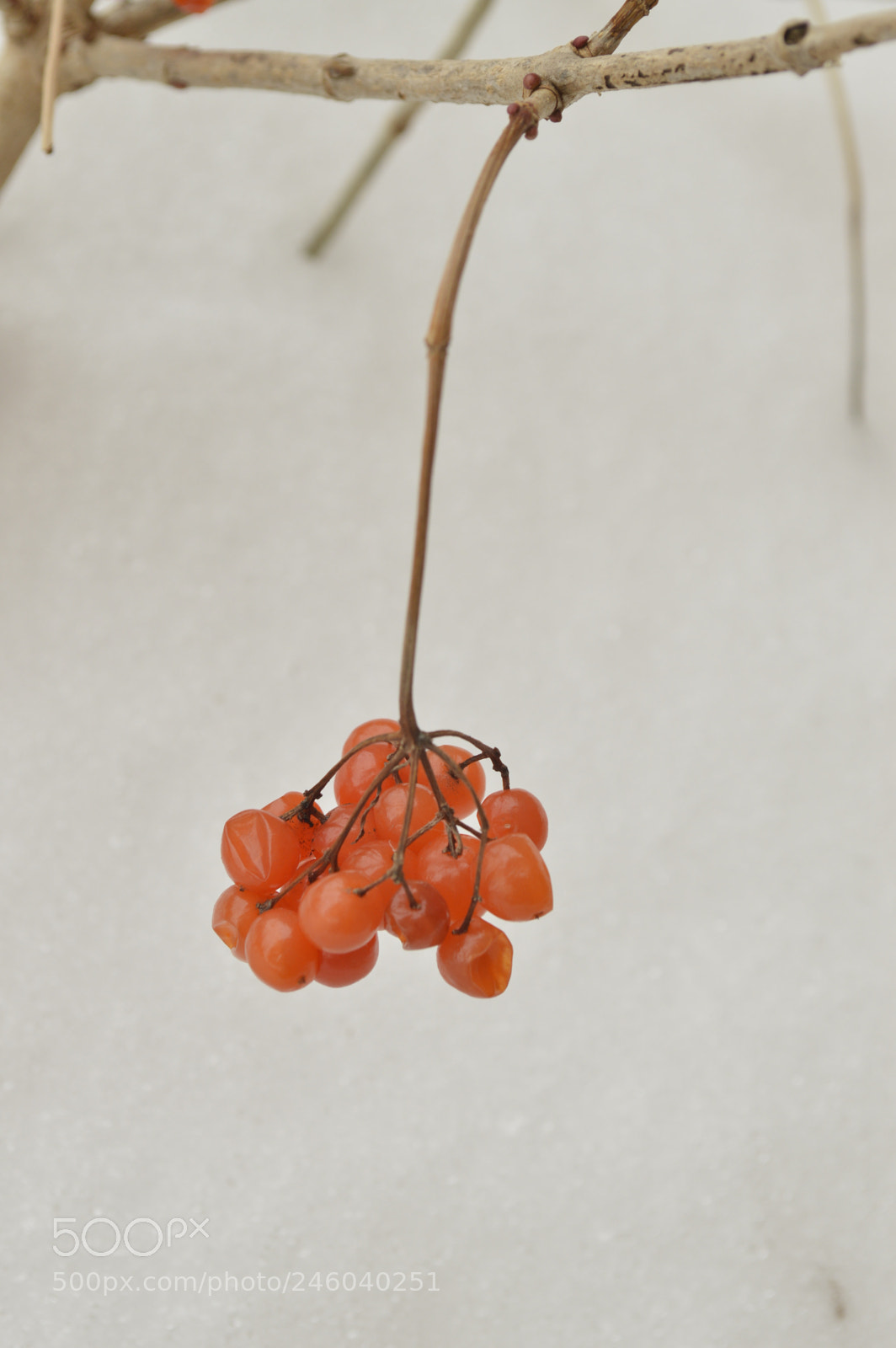 Nikon D3200 sample photo. Garden3 photography