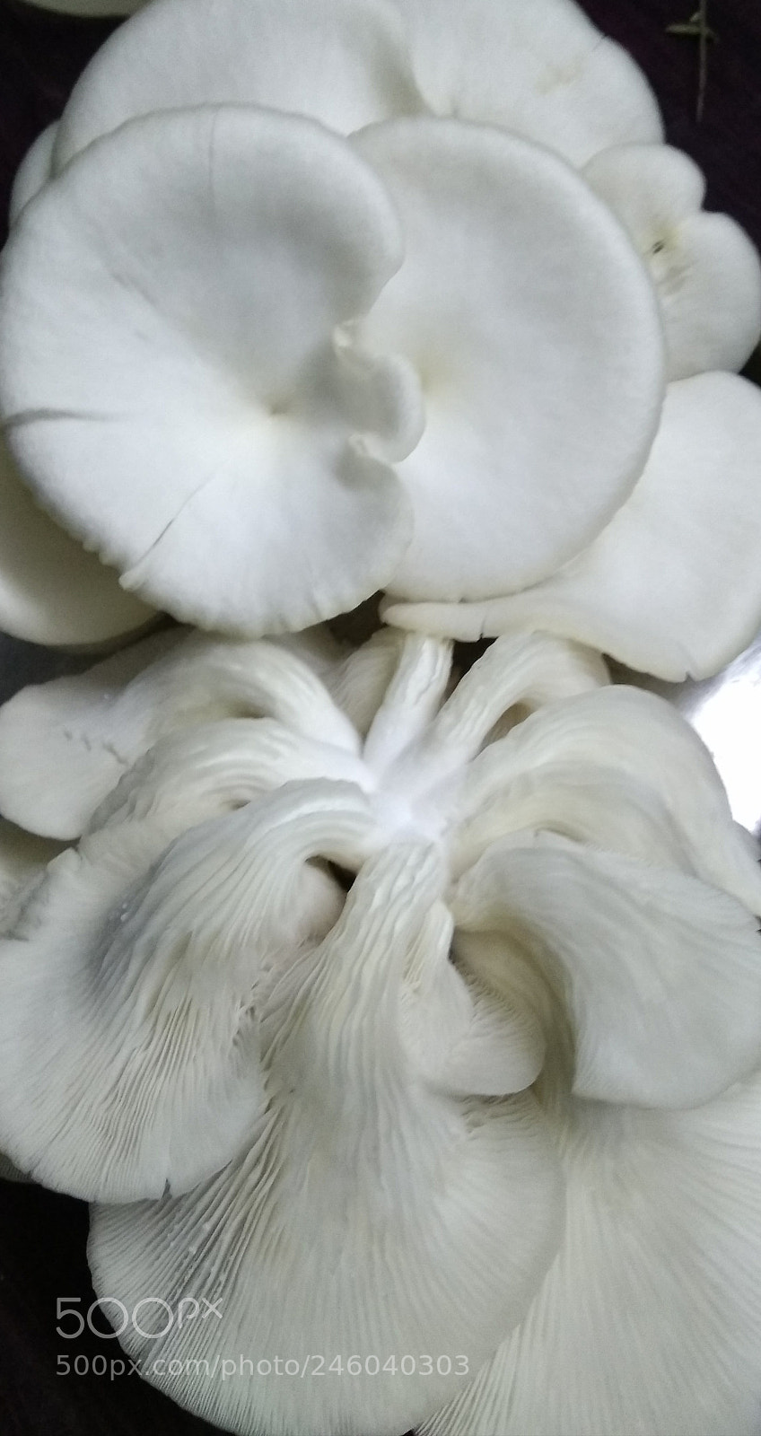 Xiaomi MI MAX sample photo. Oyster mushrooms photography