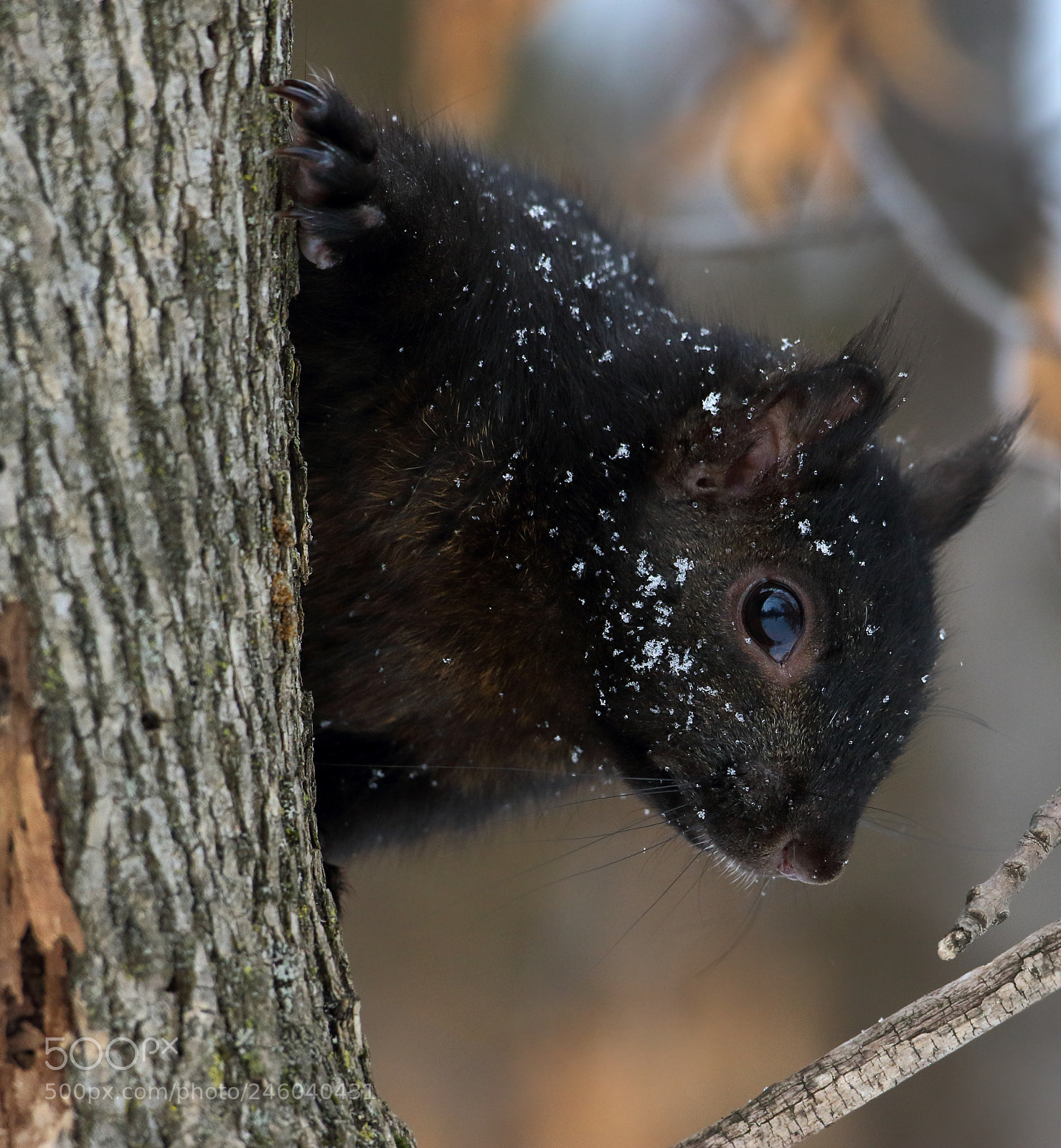 Canon EOS 7D Mark II sample photo. Winter squirrel photography