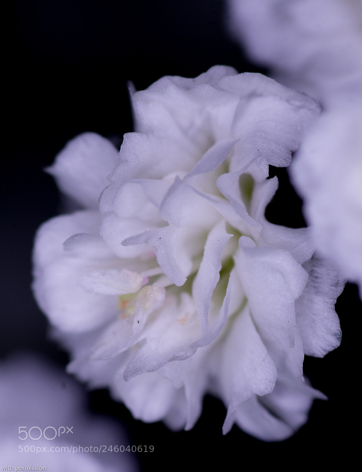 Nikon D7200 sample photo. Baby's breath photography