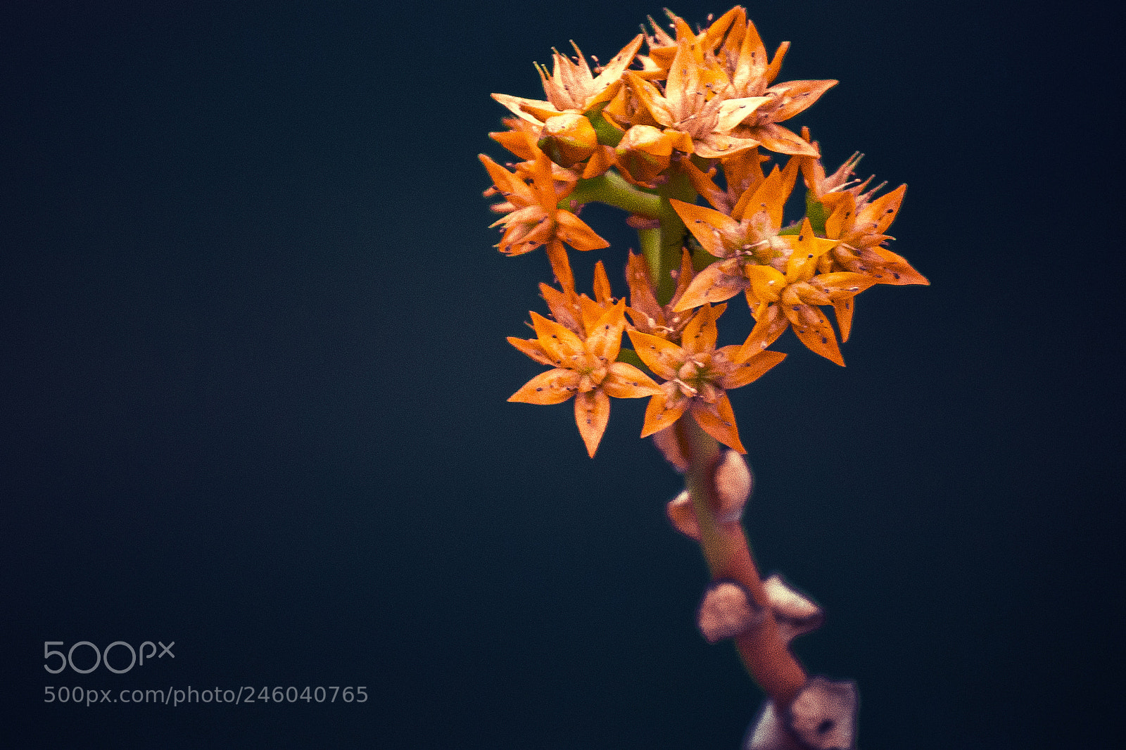 Nikon D7100 sample photo. Vegetación mexicana photography