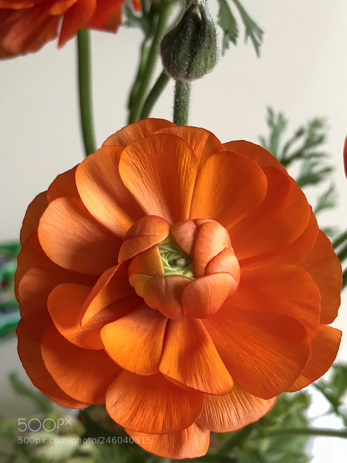 Apple iPhone X sample photo. Untitled photography