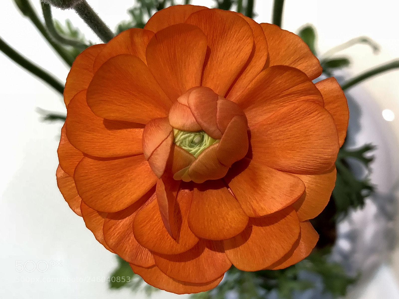 Apple iPhone X sample photo. Untitled photography