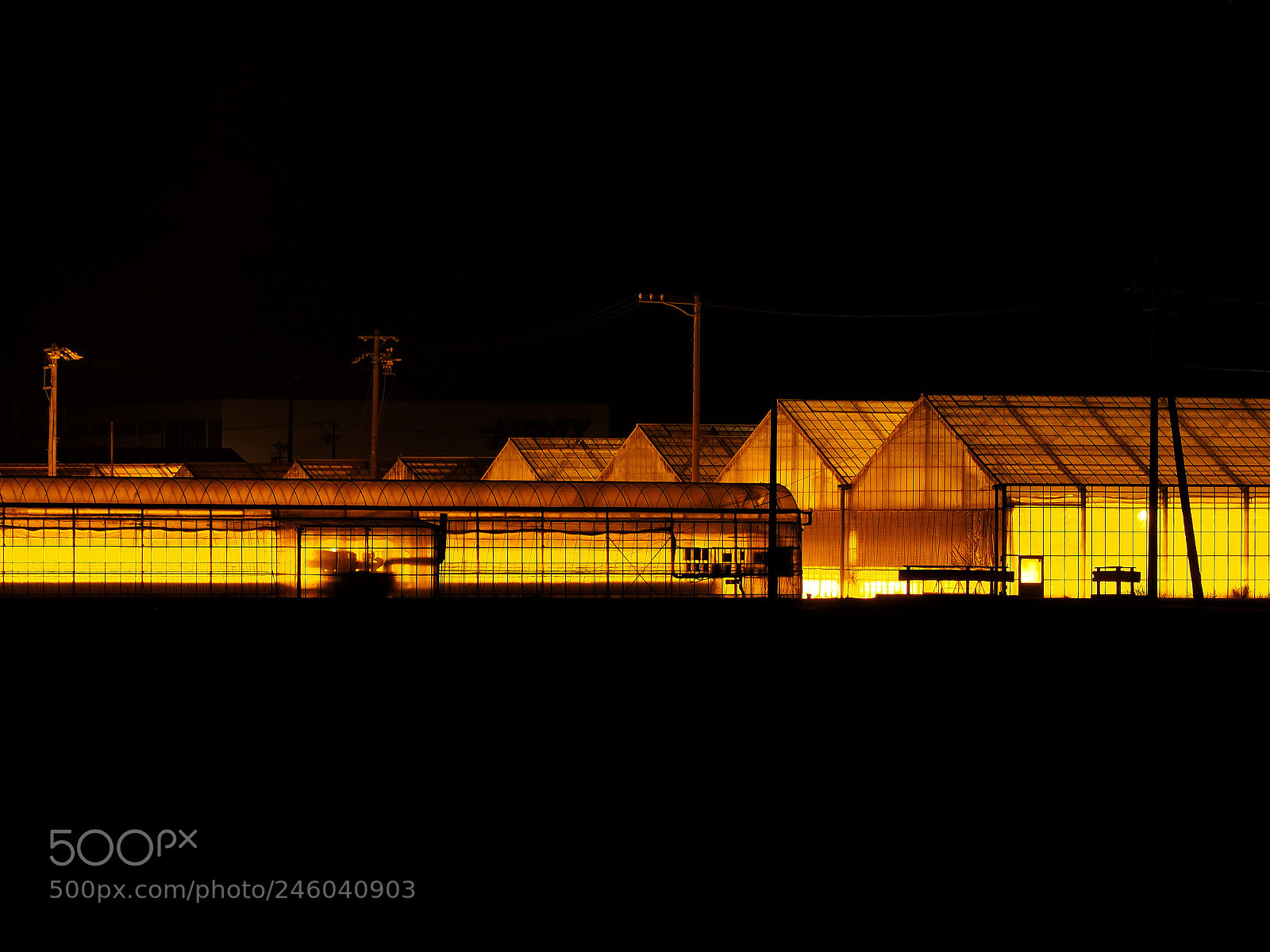 Olympus OM-D E-M10 II sample photo. Greenhouse of orange lighting photography