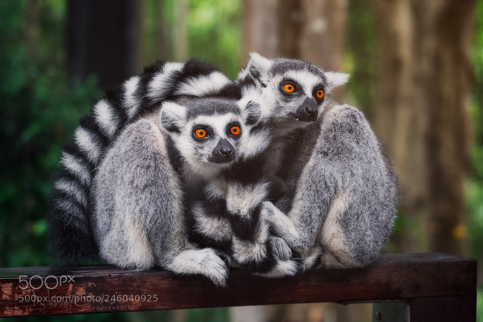 Sony a7R II sample photo. Lemur love photography
