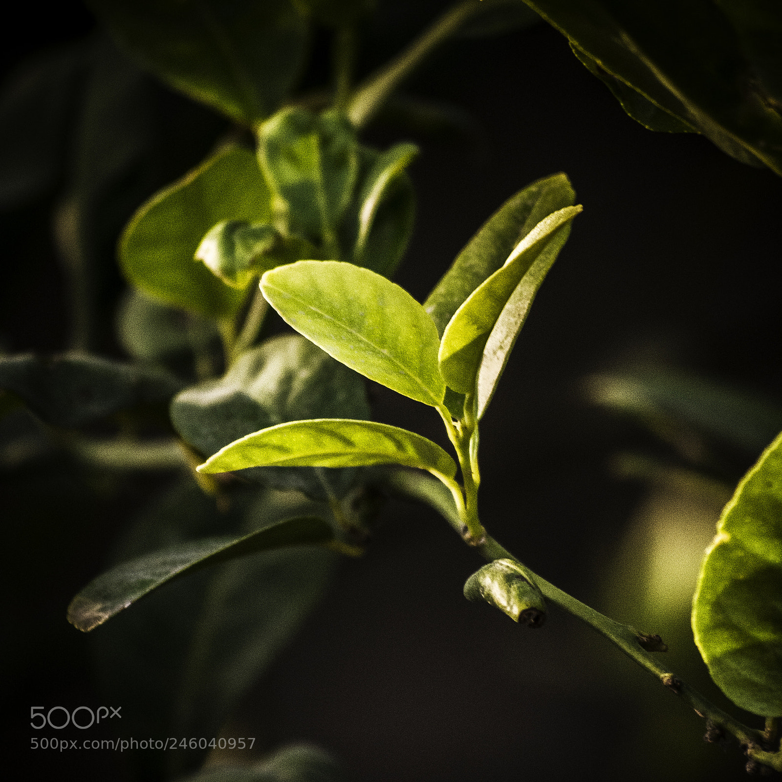 Nikon D7100 sample photo. Vegetación mexicana photography