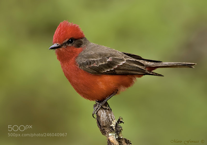 Canon EOS 40D sample photo. Vermilion flycatcher photography