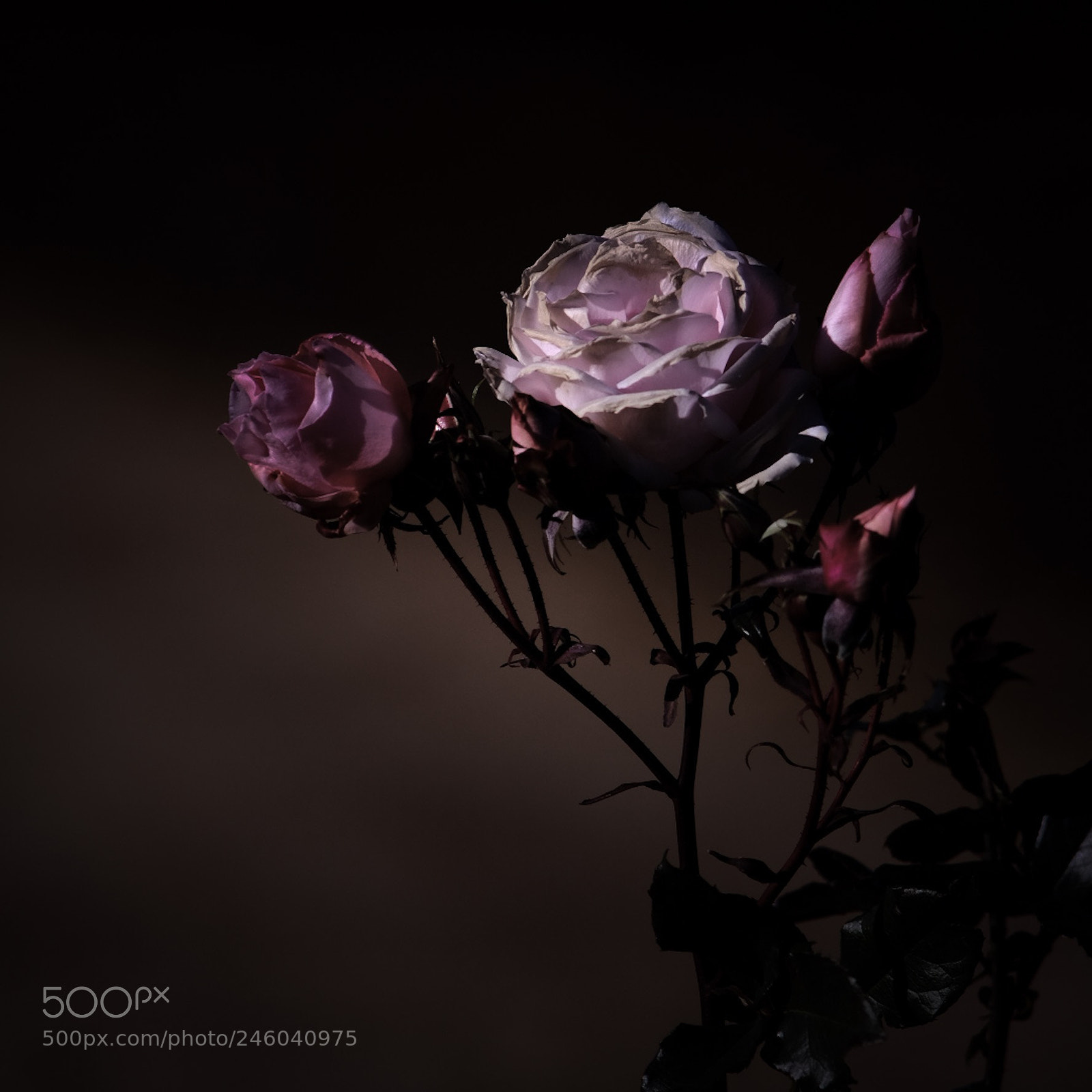 Fujifilm X-T20 sample photo. Ashes of rose photography