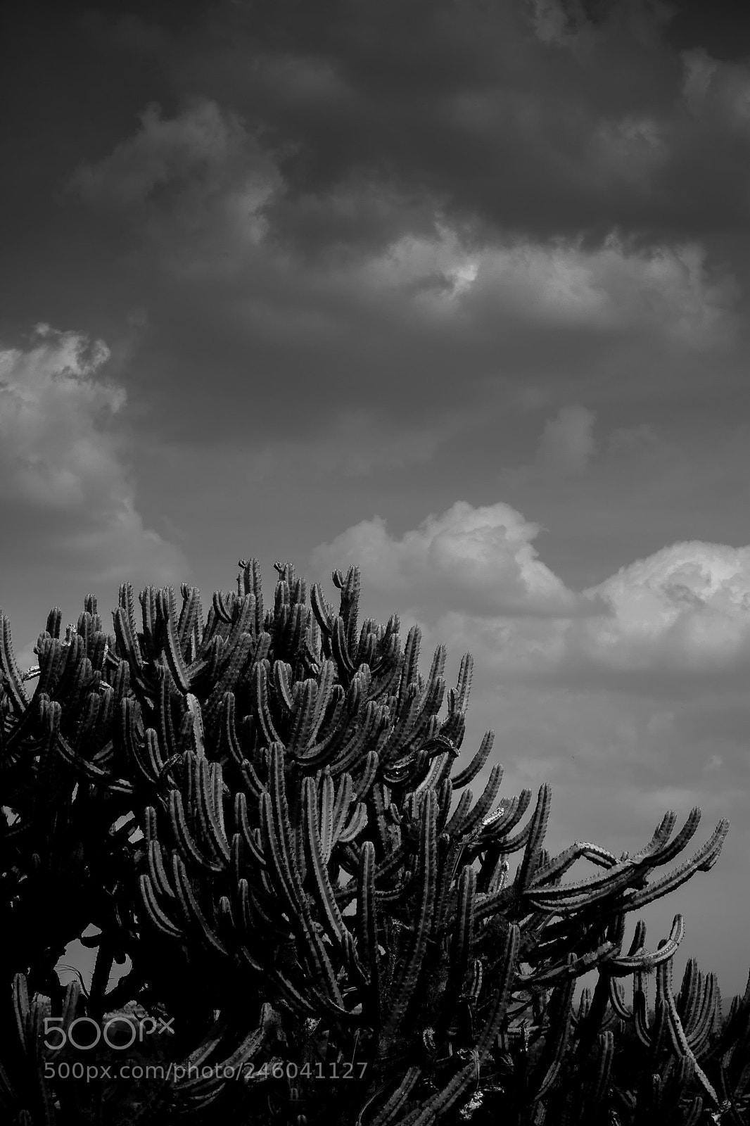 Nikon D7100 sample photo. Vegetación mexicana photography