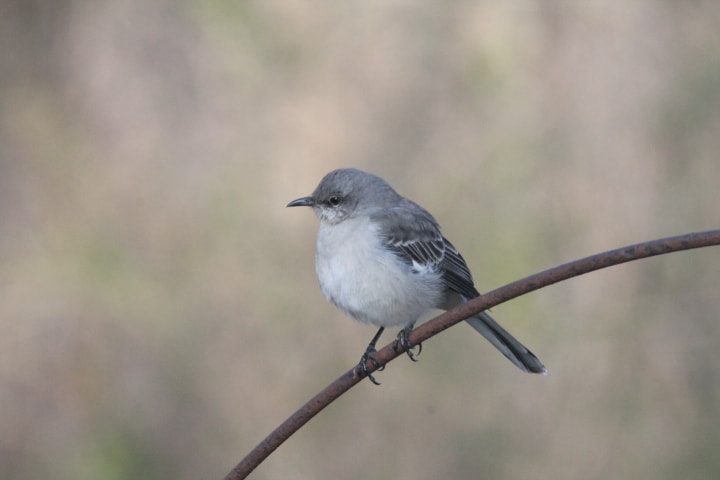 Tamron SP 150-600mm F5-6.3 Di VC USD sample photo. Bird on a wire photography