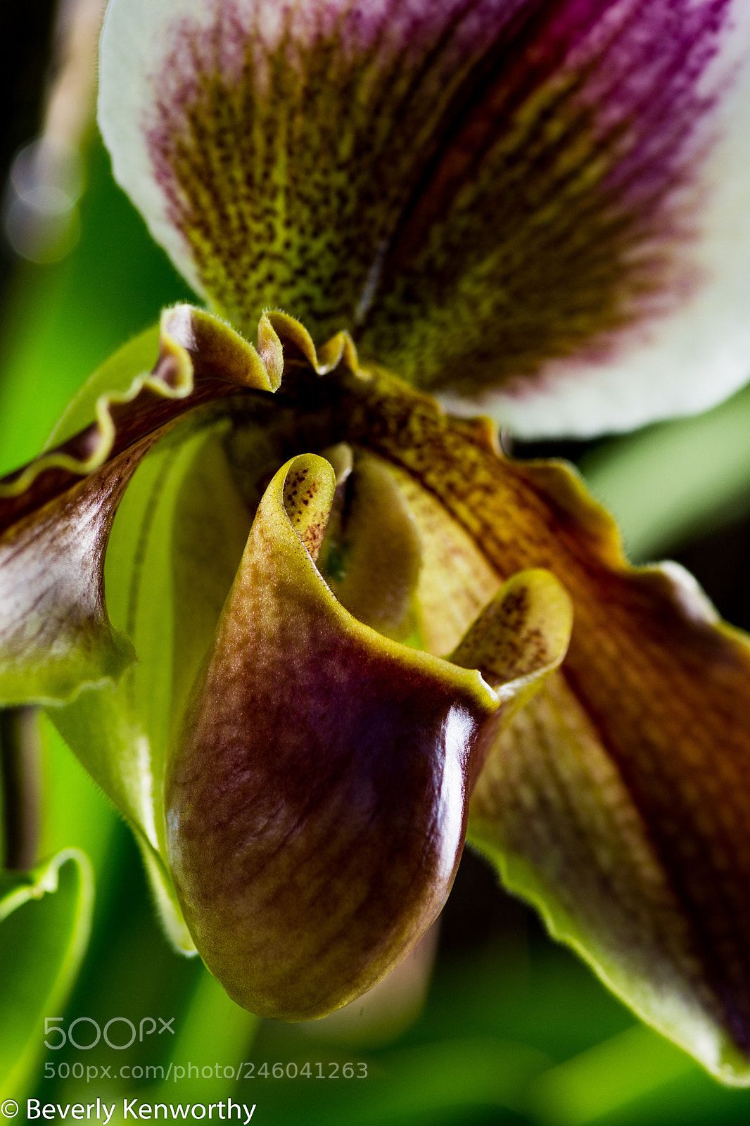 Nikon D7200 sample photo. Orchidmania photography