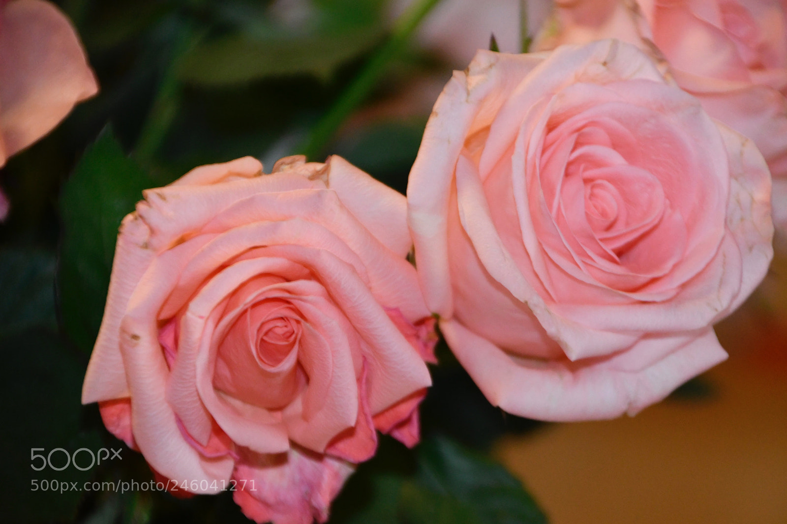Nikon D7500 sample photo. Two roses photography